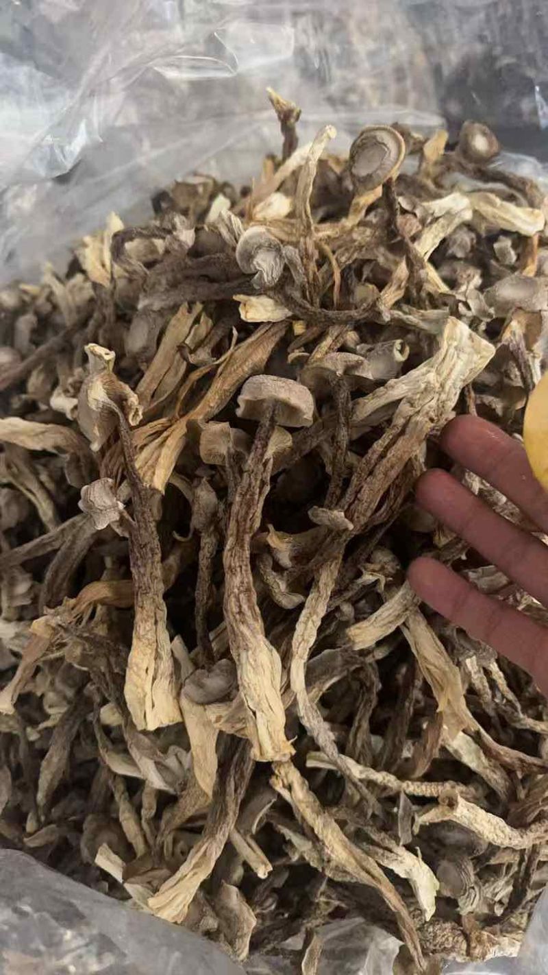 鹿茸菇半斤装代加工一件代发