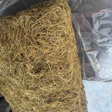 龙胆草