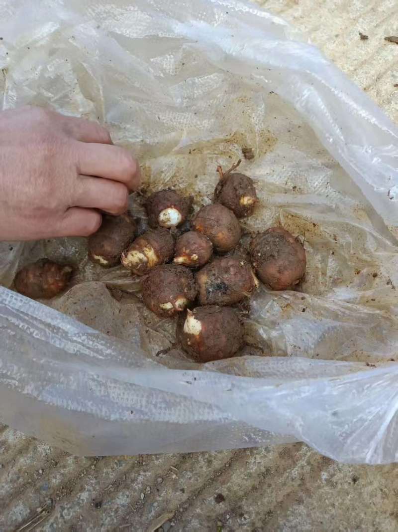 马上挖芋头了，手上有200多吨，有需要的联系