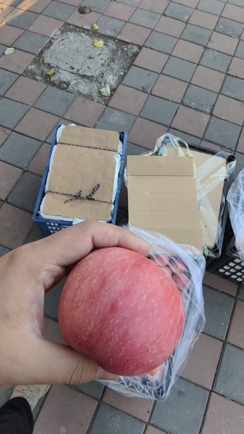 辽宁红富士
