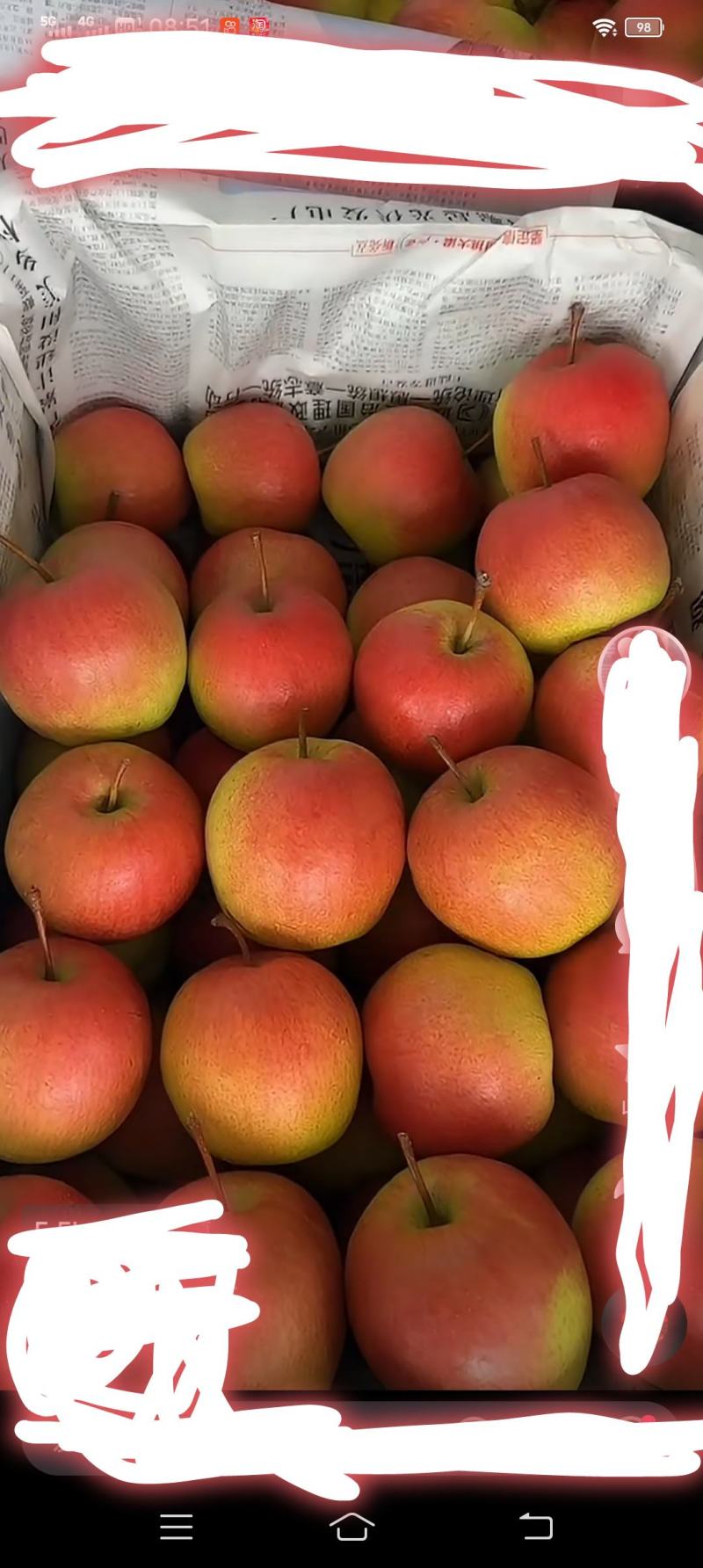 红肖梨大量有货毛毛钱一斤