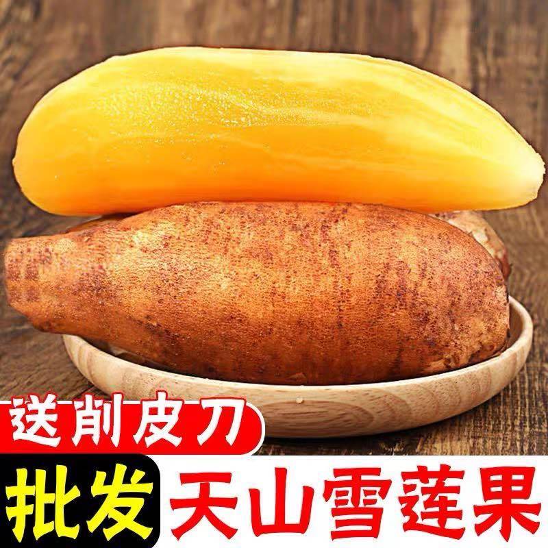 一件代发云南天山雪莲果黄心黄肉5斤带气柱
