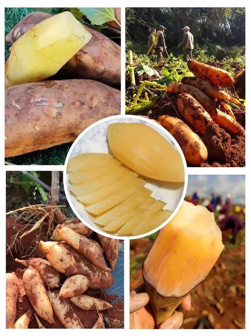 一件代发云南天山雪莲果黄心黄肉5斤带气柱