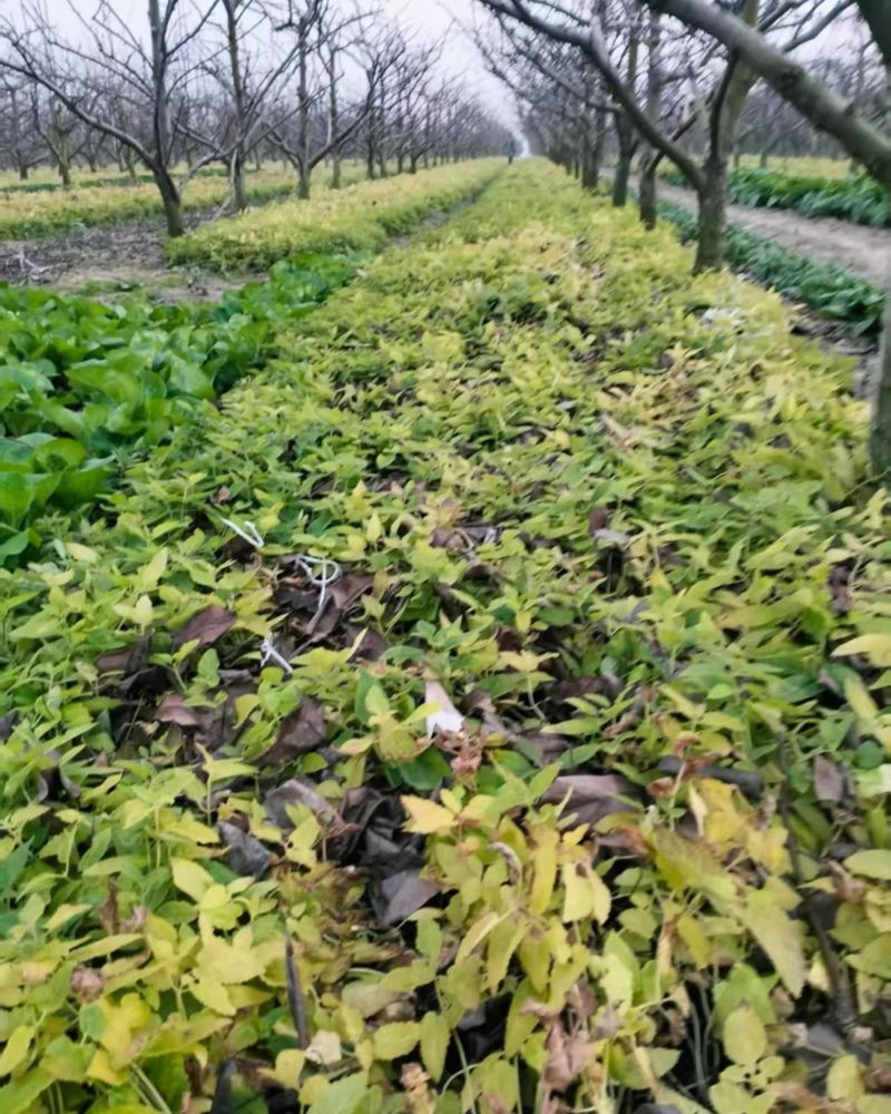 湖北螺丝菜宝塔菜地环
