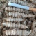 湖北螺丝菜宝塔菜地环