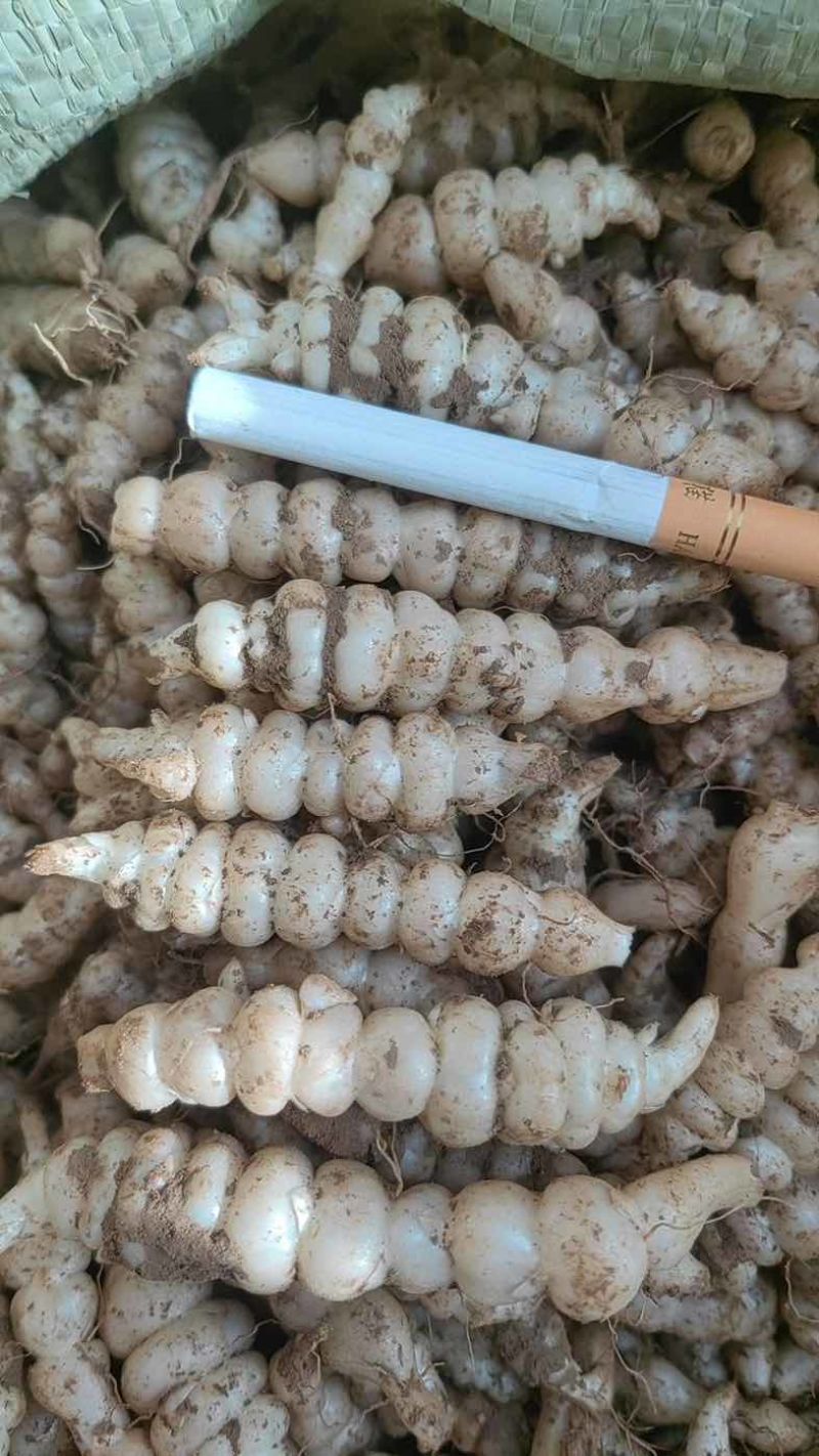 湖北螺丝菜宝塔菜地环