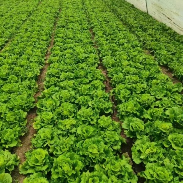 榆次大棚生菜