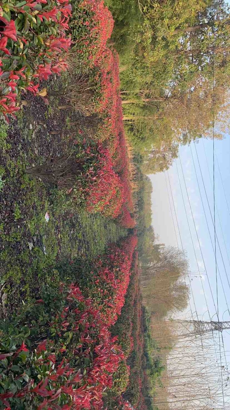 红叶石楠