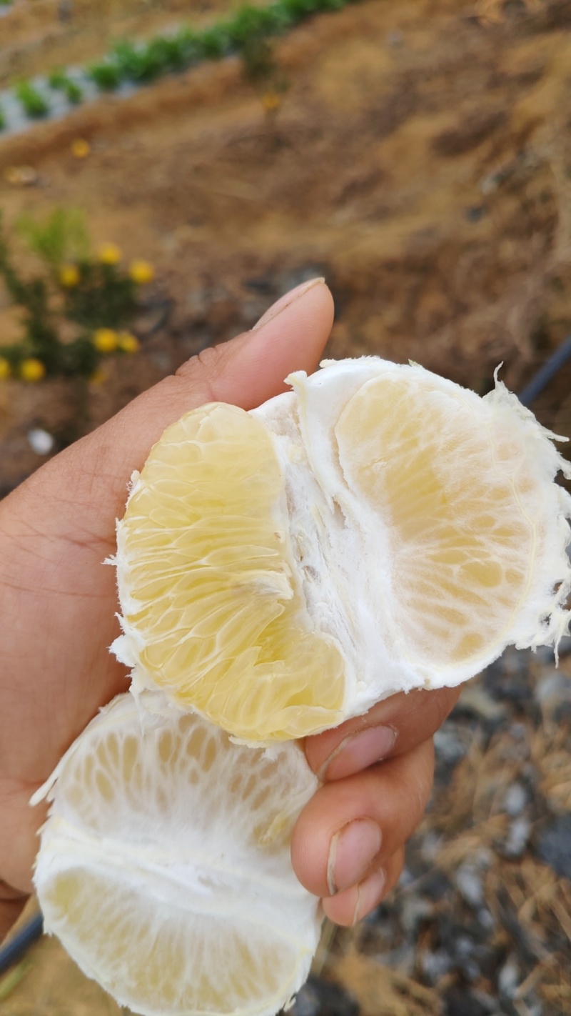 黄金贡柚