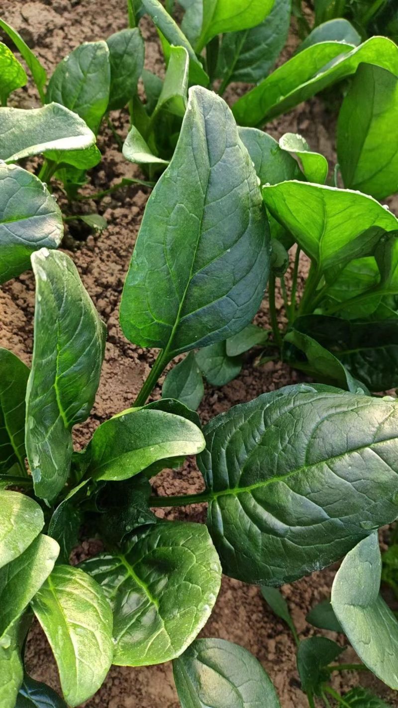 田间地头产地直发新鲜菠菜大棚立体菠菜基地