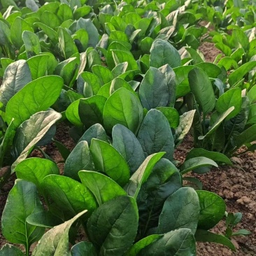 田间地头产地直发新鲜菠菜大棚立体菠菜基地
