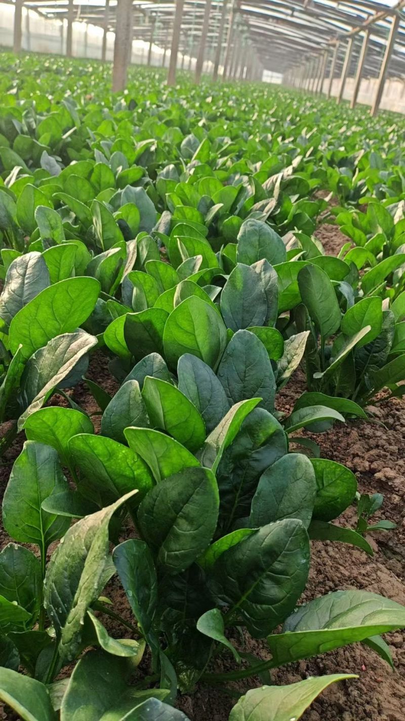 田间地头产地直发新鲜菠菜大棚立体菠菜基地