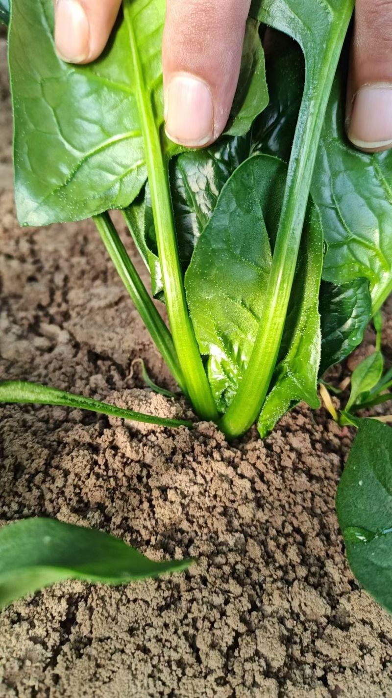 田间地头产地直发新鲜菠菜大棚立体菠菜基地