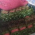 田间地头产地直发新鲜大叶香菜大棚基地