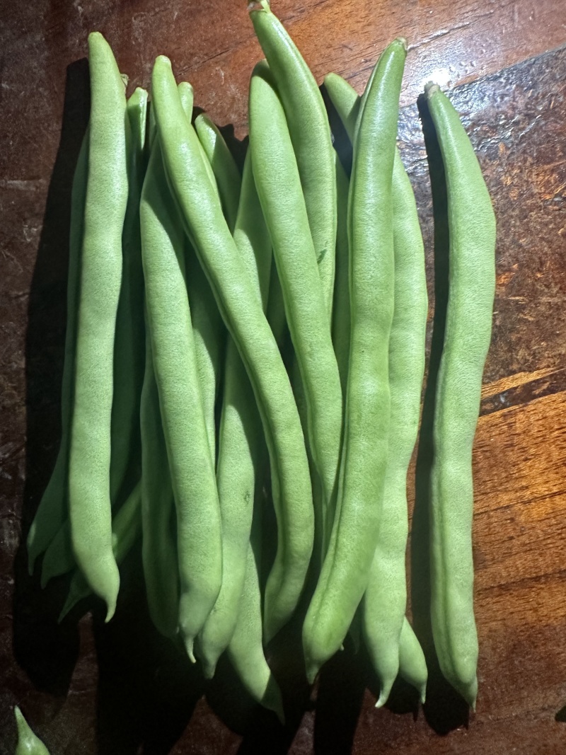 四季豆不限量供应，一件代发