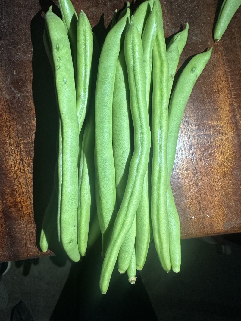 四季豆不限量供应，一件代发
