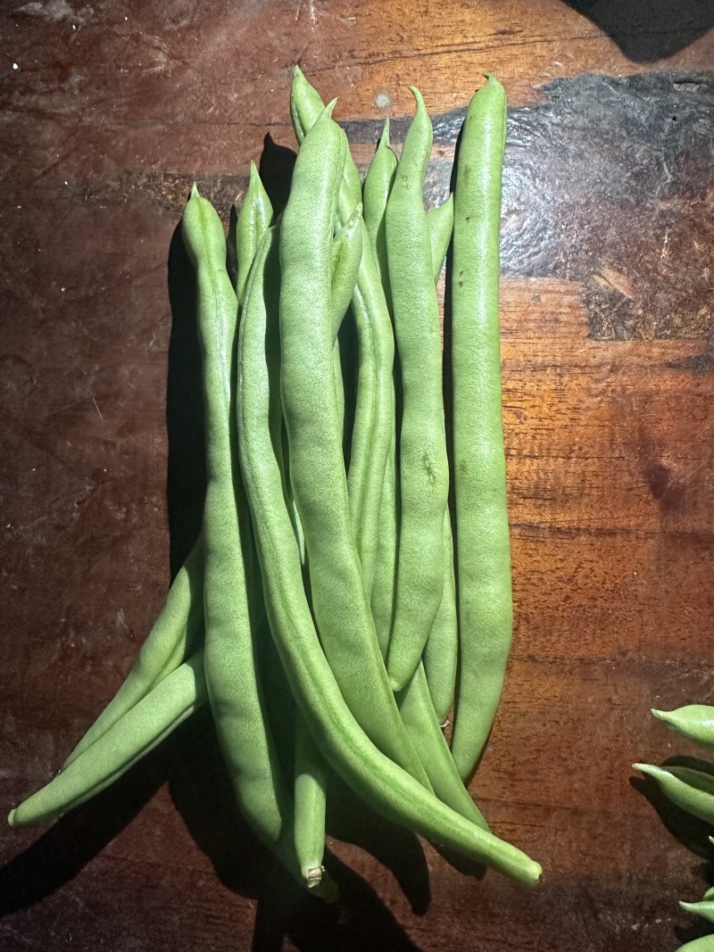 四季豆不限量供应，一件代发