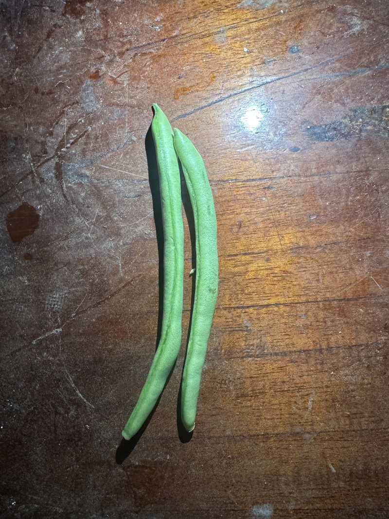 四季豆不限量供应，一件代发