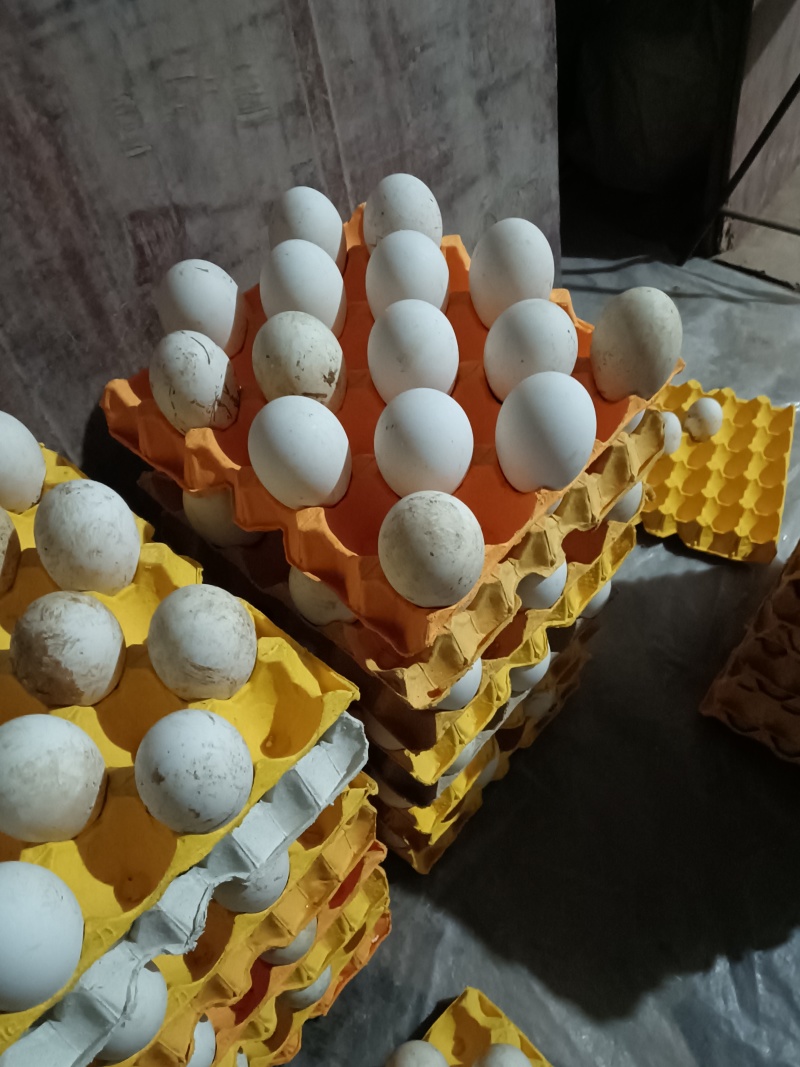 农村散养，吃粮食与青草，***绿色食品