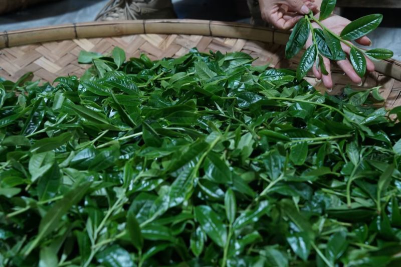 普洱茶-易武贡茶**镇
