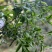 普洱茶-易武贡茶**镇