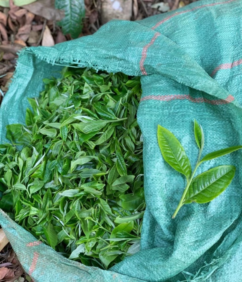 普洱茶-易武贡茶**镇