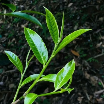 普洱茶-易武贡茶**镇