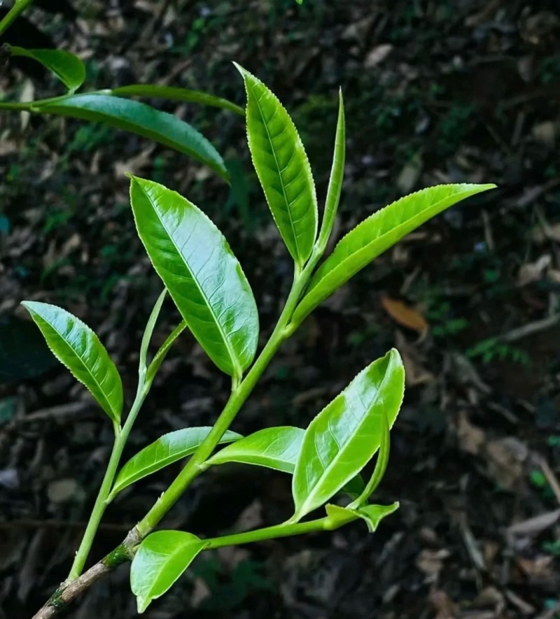 普洱茶-易武贡茶**镇