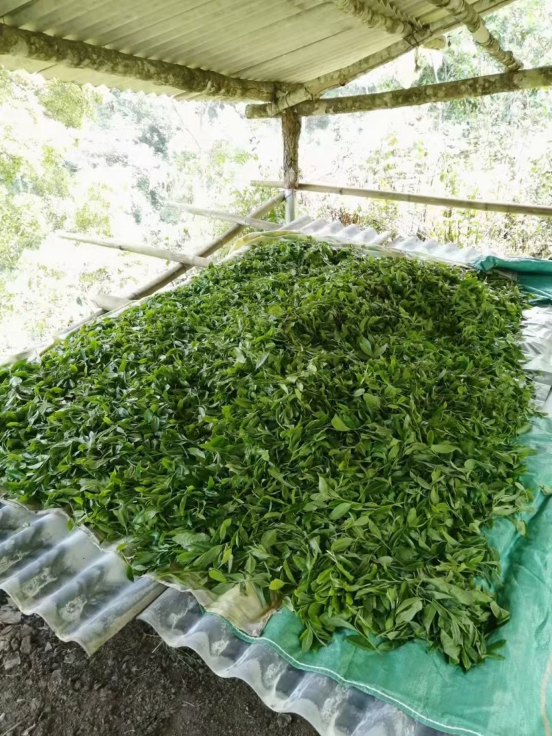 普洱茶-易武贡茶**镇