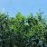 普洱茶-易武贡茶**镇