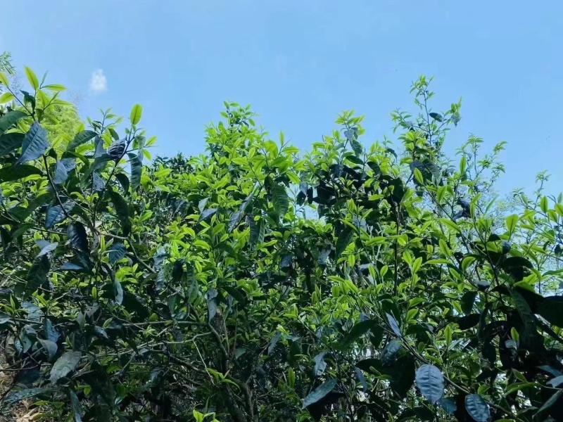 普洱茶-易武贡茶**镇