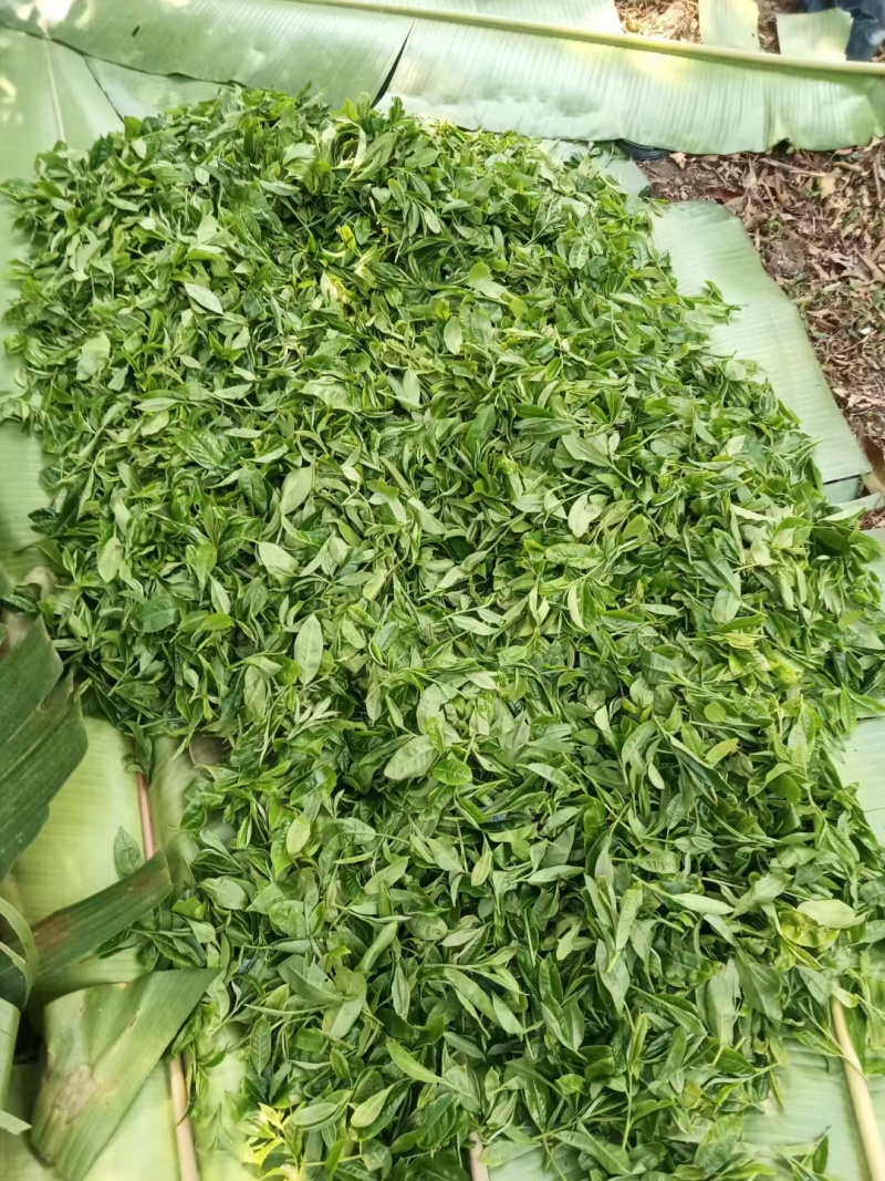普洱茶-易武贡茶**镇