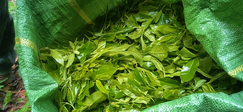普洱茶-易武贡茶**镇