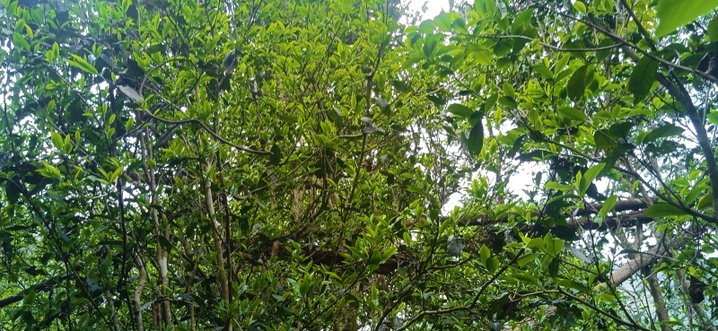 普洱茶-易武贡茶**镇
