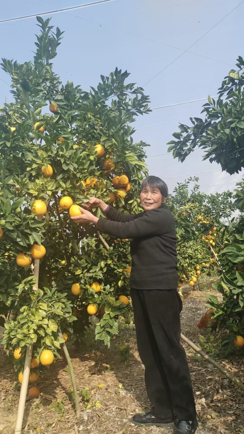 赣南脐橙
