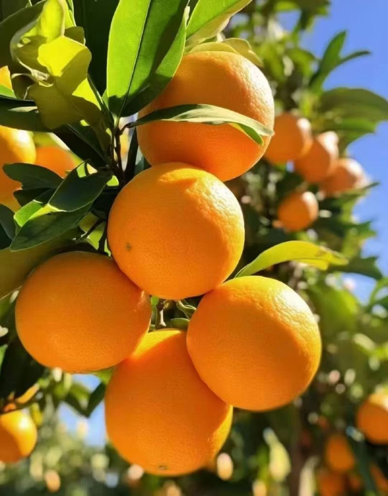 湖南益阳甜橙（纯甜无酸）肥沃的沙土产出