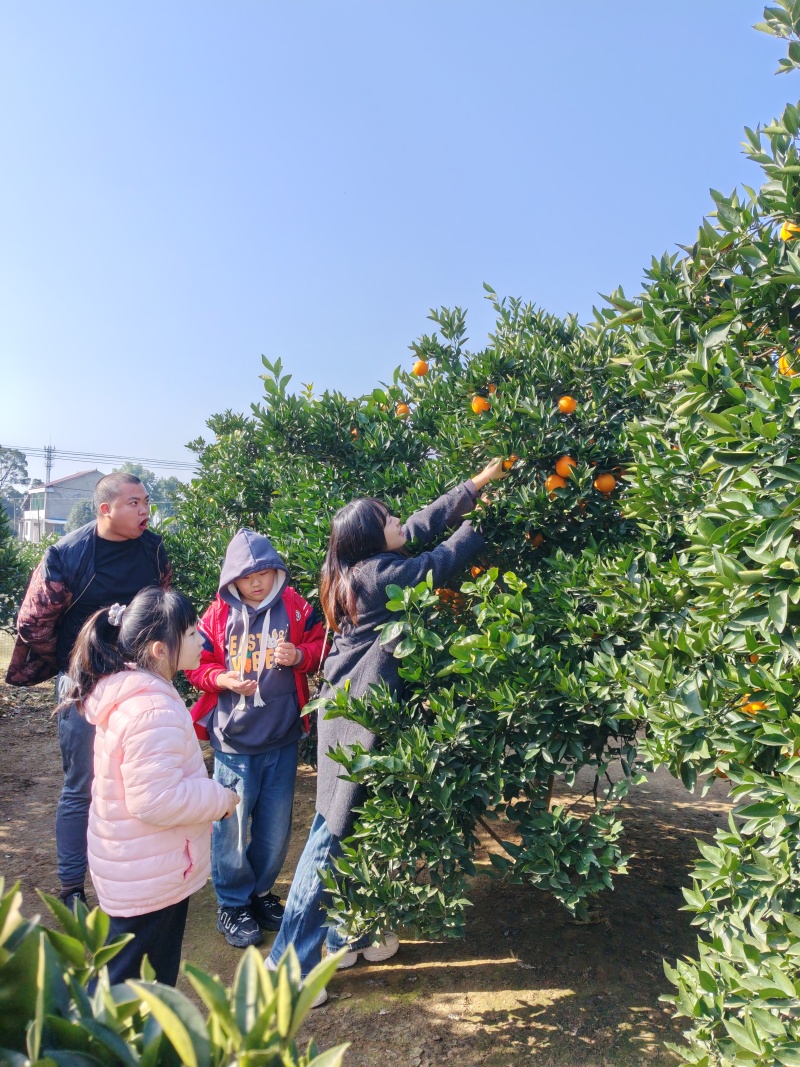 湖南益阳甜橙（纯甜无酸）肥沃的沙土产出