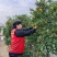 湖南益阳甜橙（纯甜无酸）肥沃的沙土产出