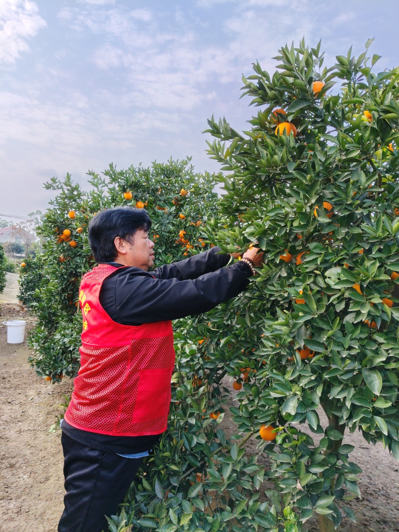 湖南益阳甜橙（纯甜无酸）肥沃的沙土产出