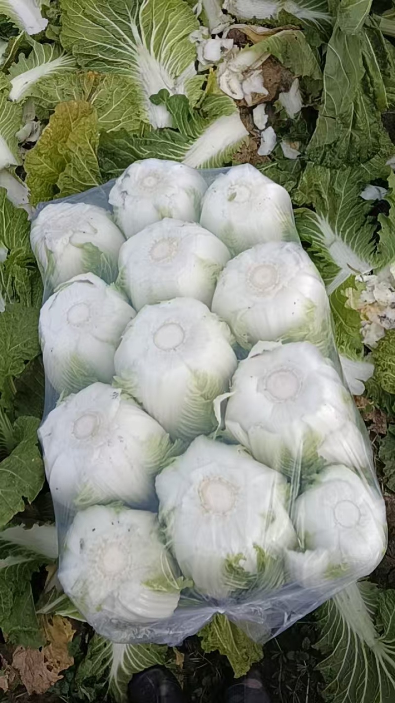 大白菜继续热销中