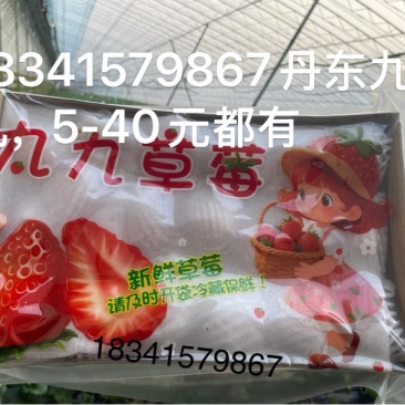丹东九九草莓一件代发，5-40元都有