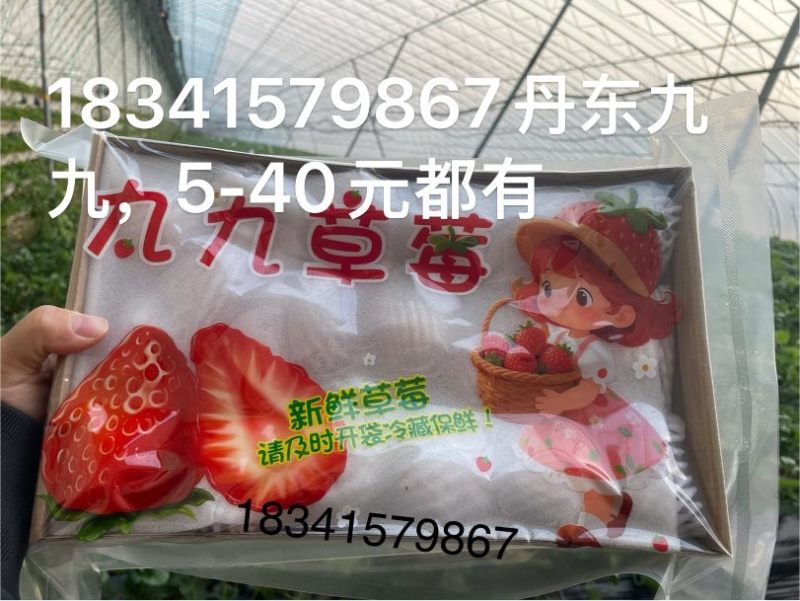 丹东九九草莓一件代发，5-40元都有