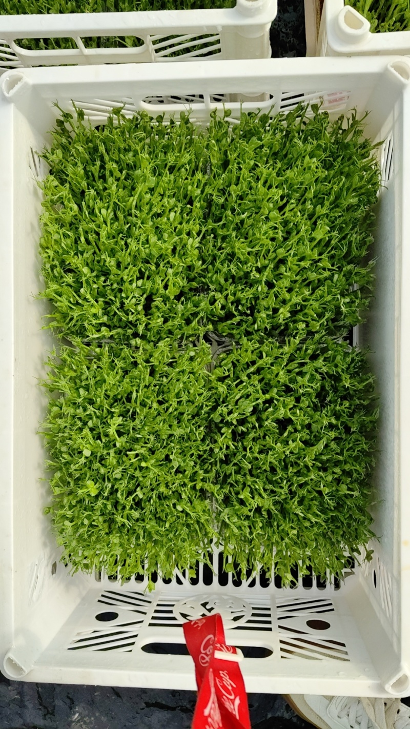 水培豆苗+豌豆苗+香椿芽