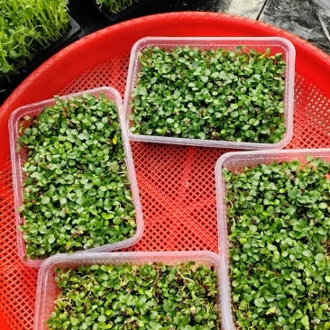 水培豆苗+豌豆苗+香椿芽