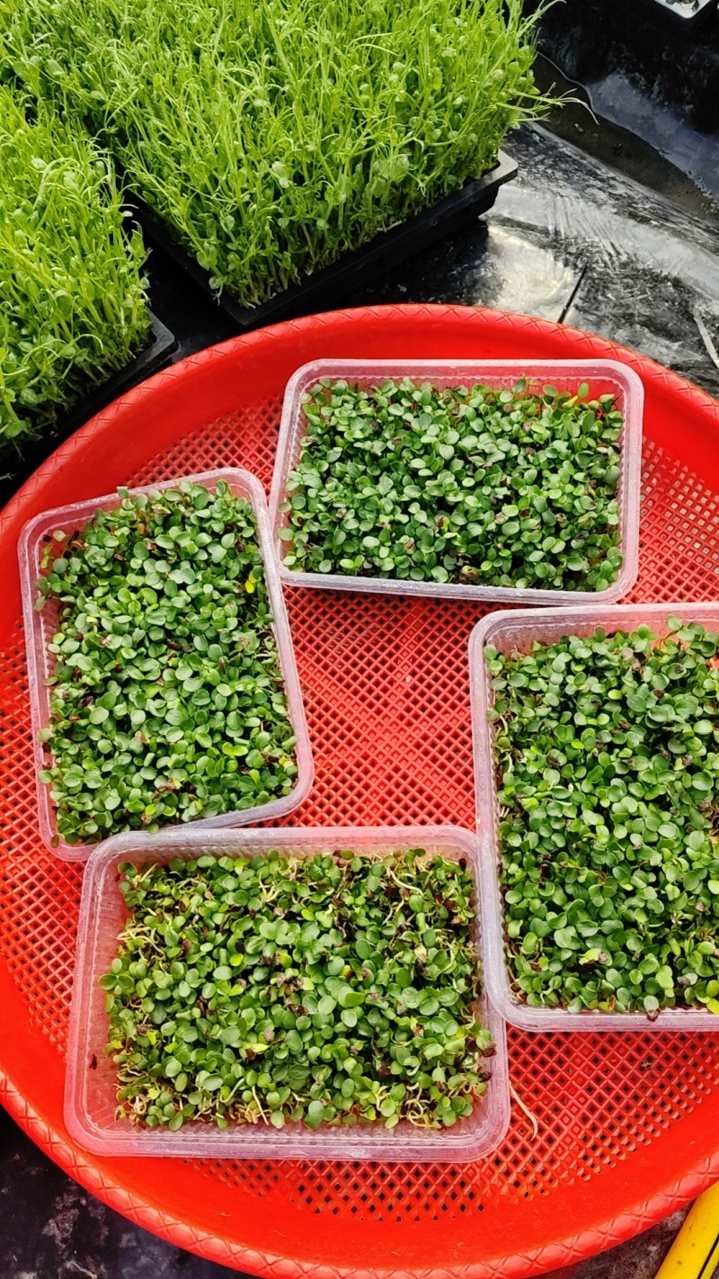 水培豆苗+豌豆苗+香椿芽