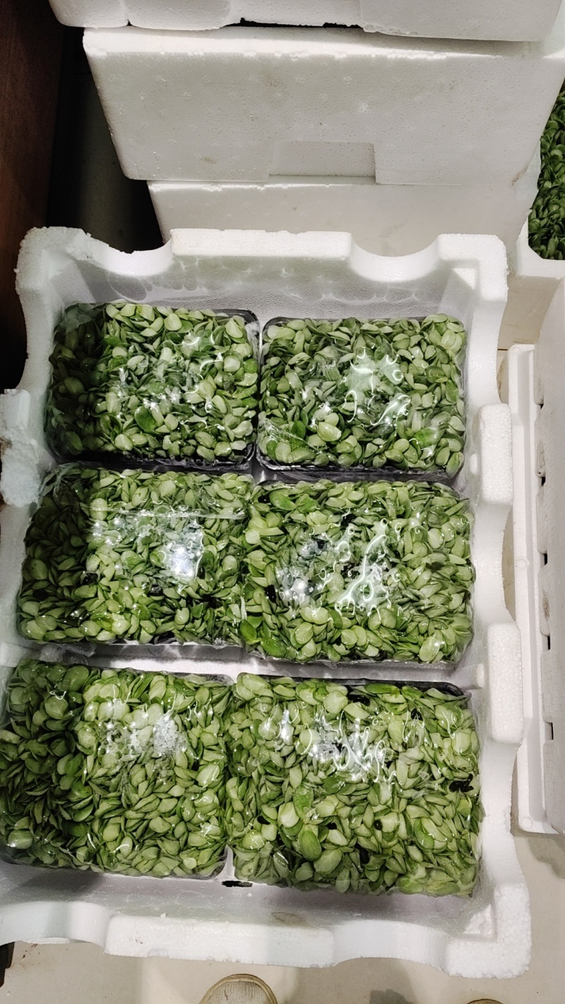 水培豆苗+豌豆苗+香椿芽