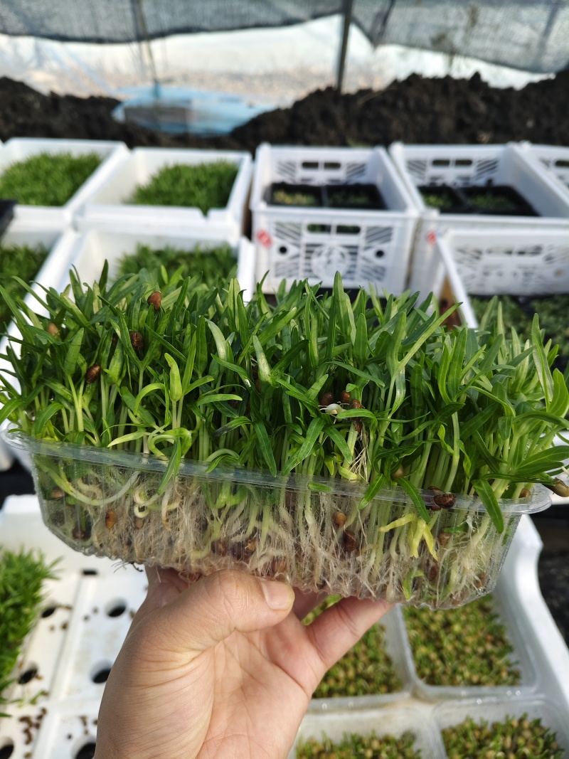 水培豆苗+豌豆苗+香椿芽