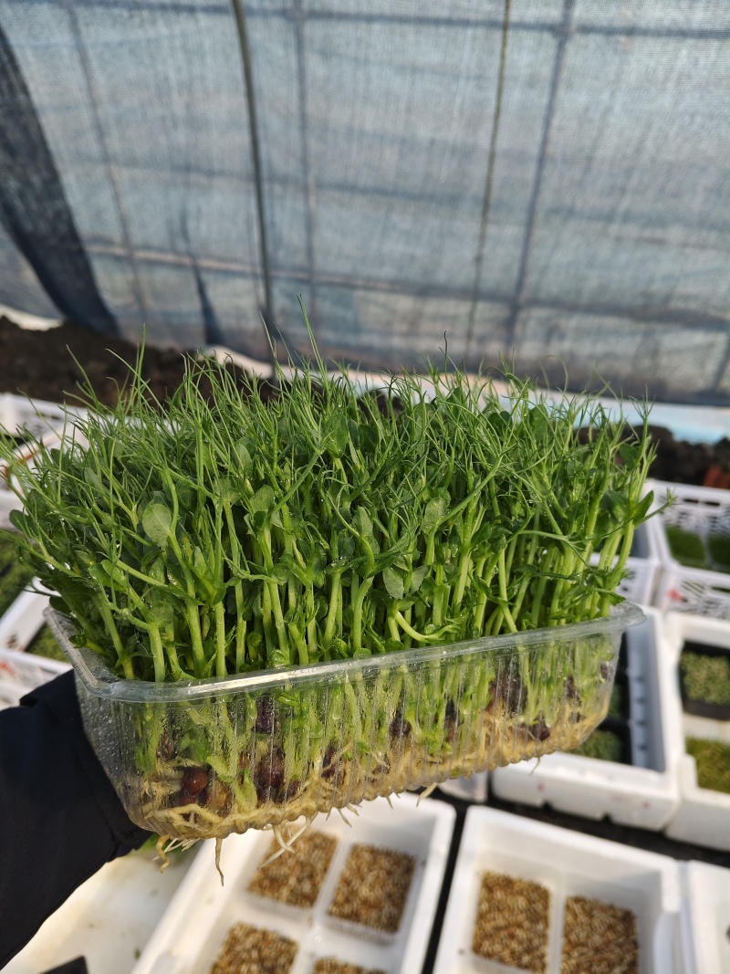 水培豆苗+豌豆苗+香椿芽