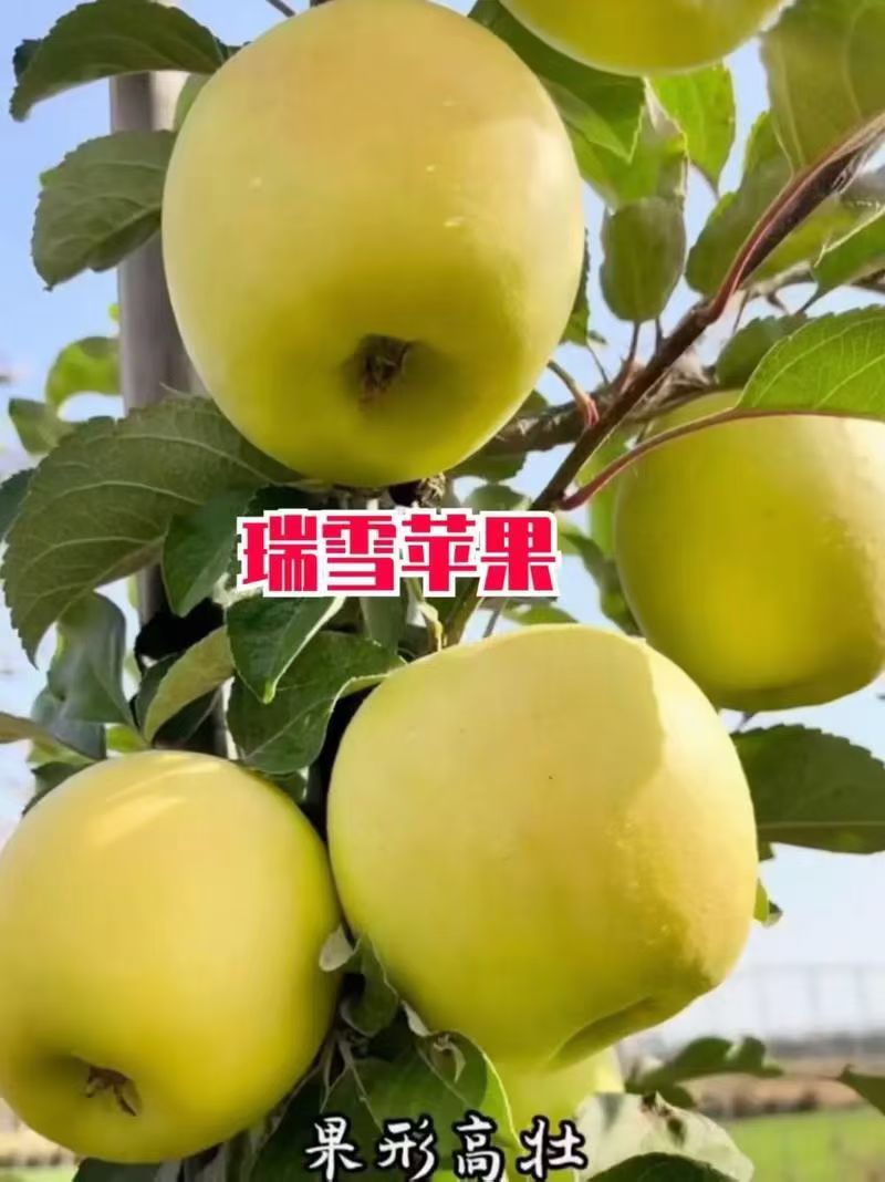 陕西白水瑞雪苹果瑞香红苹果