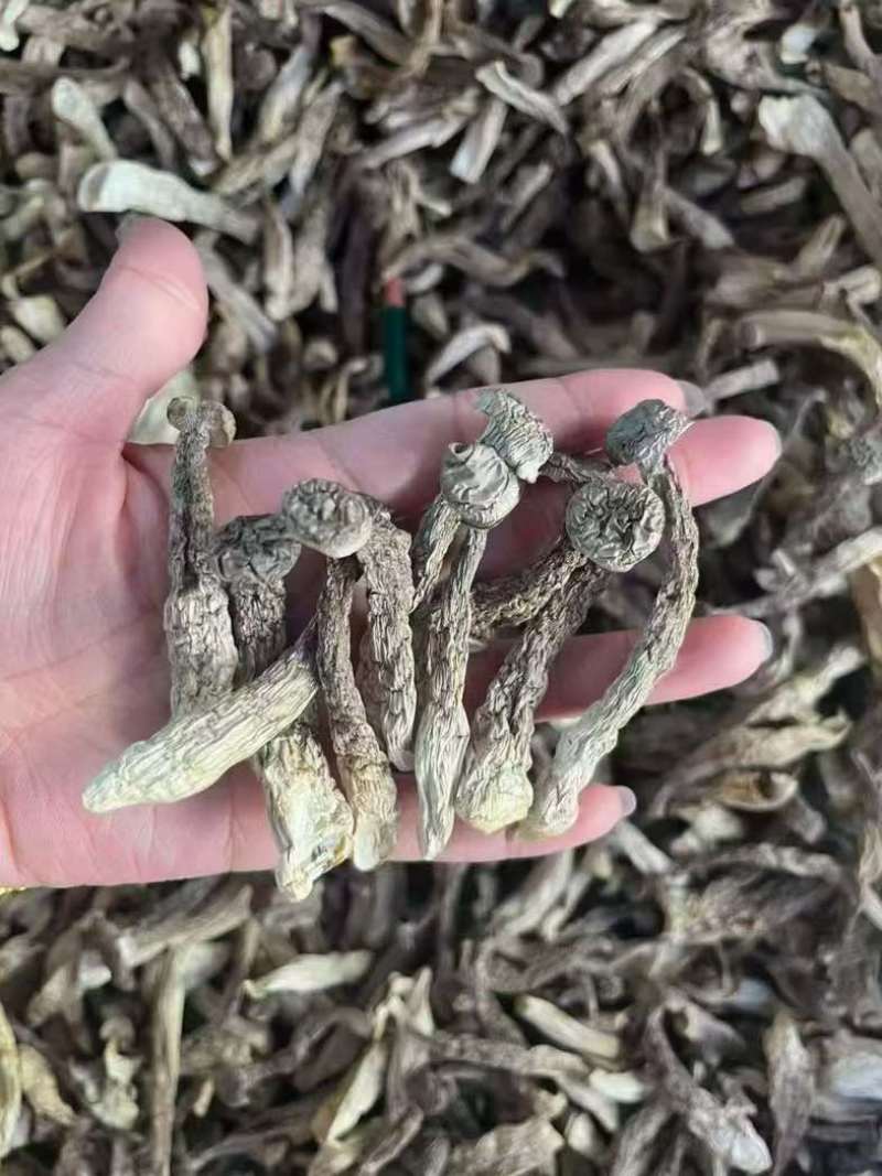 鹿茸菇干货长期供货全国可发